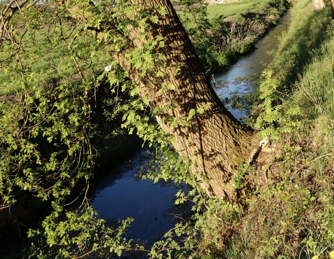 Kleiner Bach in der Abendsonne