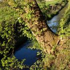 Kleiner Bach in der Abendsonne