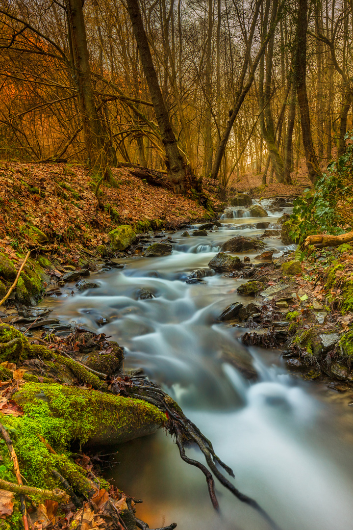 Kleiner Bachlauf Foto &amp; Bild wald, licht, schatten