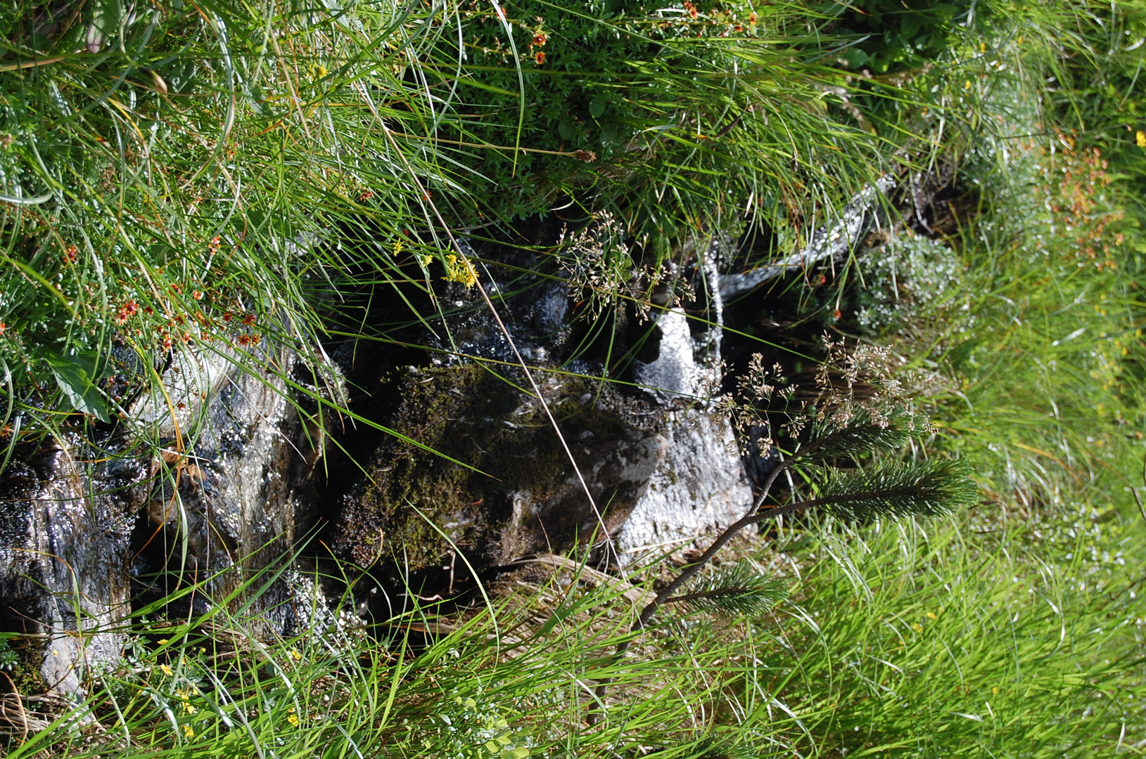 kleiner Bachlauf auf der Planneralm