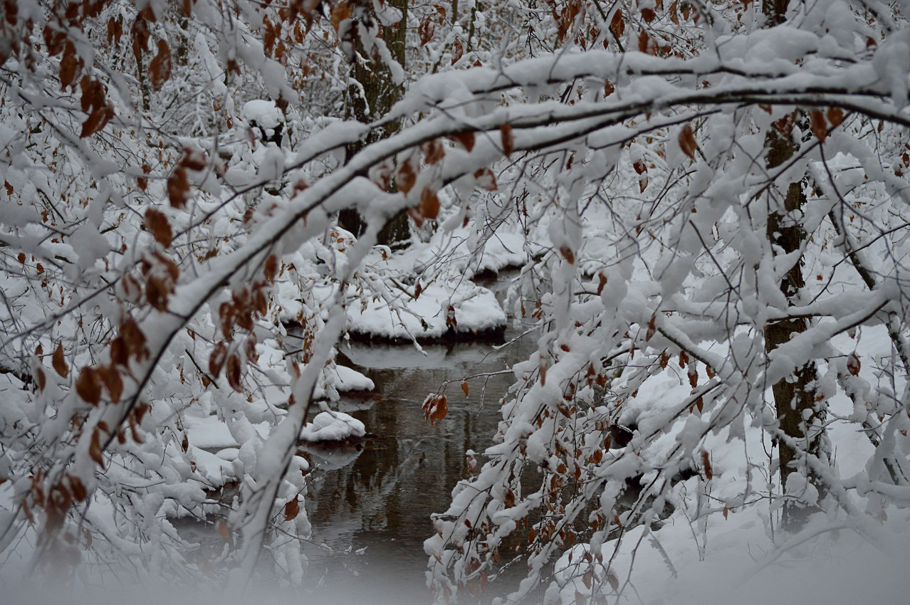 Kleiner Bachlauf im Winter