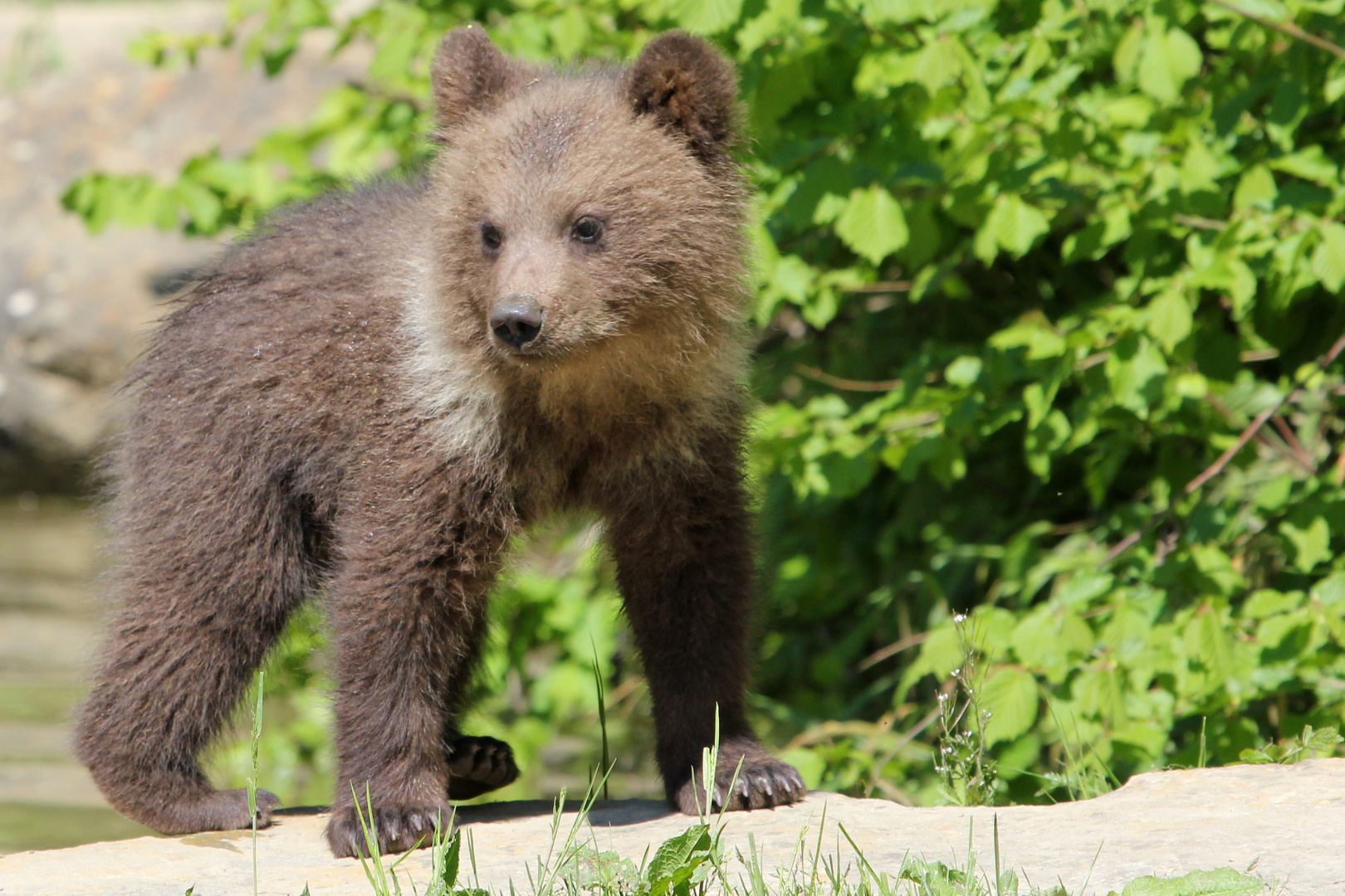 Kleiner Bär Foto & Bild | tiere, zoo, wildpark & falknerei, natur