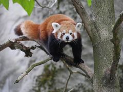 kleiner Bär auf Entdeckungstour auf einem Baum......