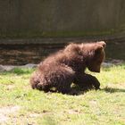 Kleiner Bär bei Hagenbeck