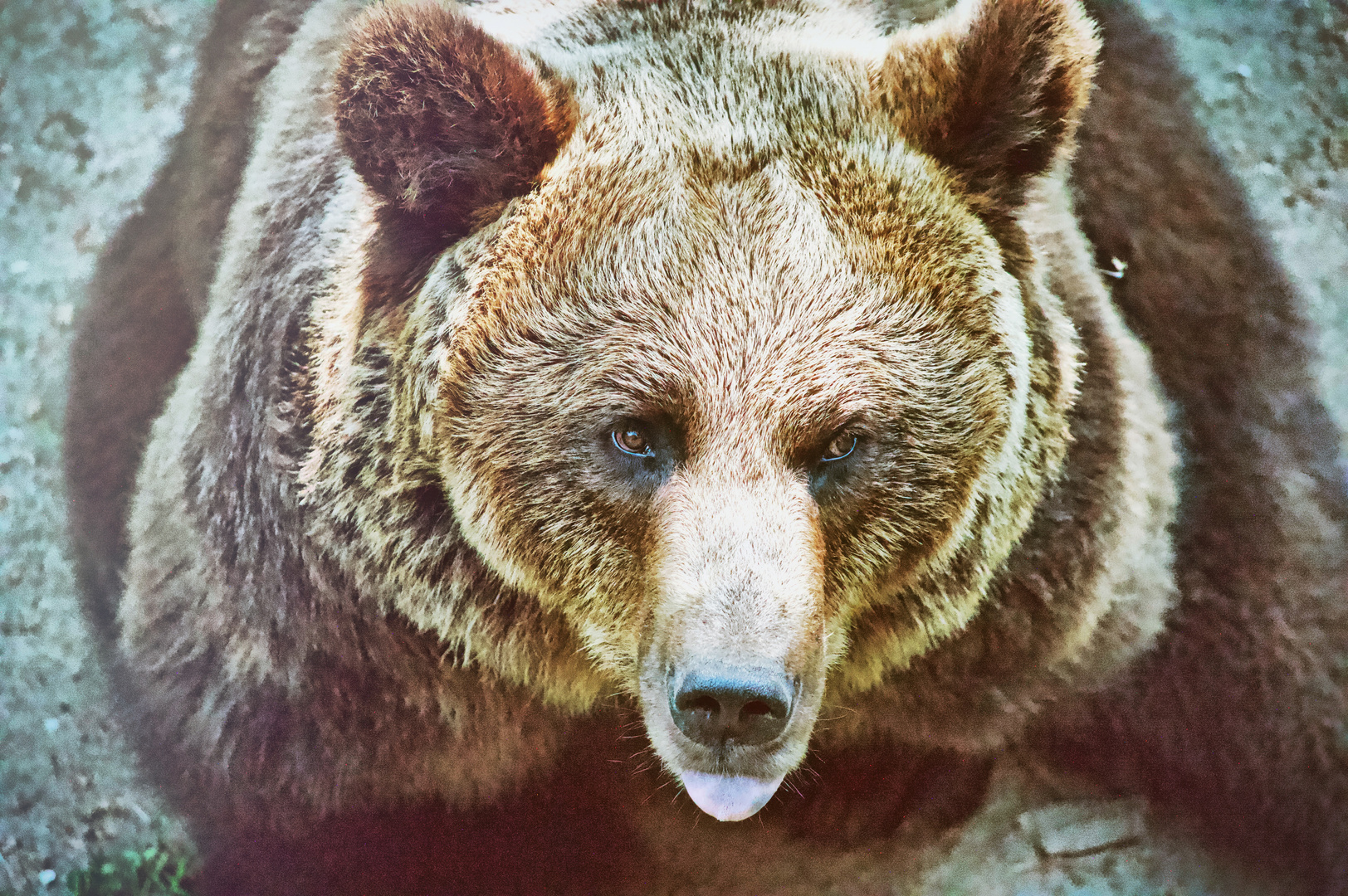 Kleiner Bär