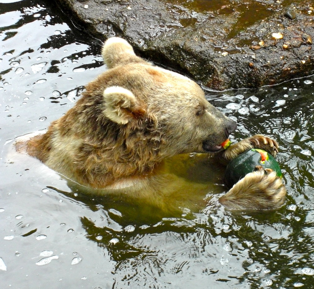 kleiner Bär im Allwetterzoo Münster