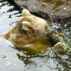 kleiner Bär im Allwetterzoo Münster