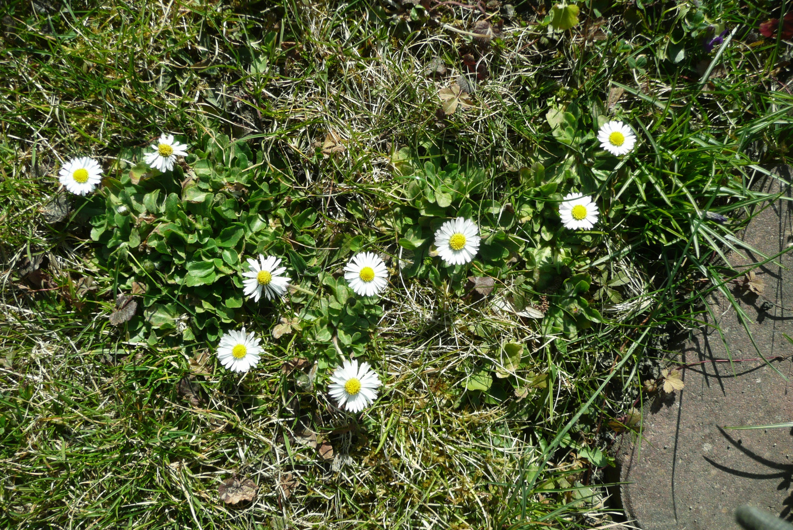 Kleiner Bär im Garten