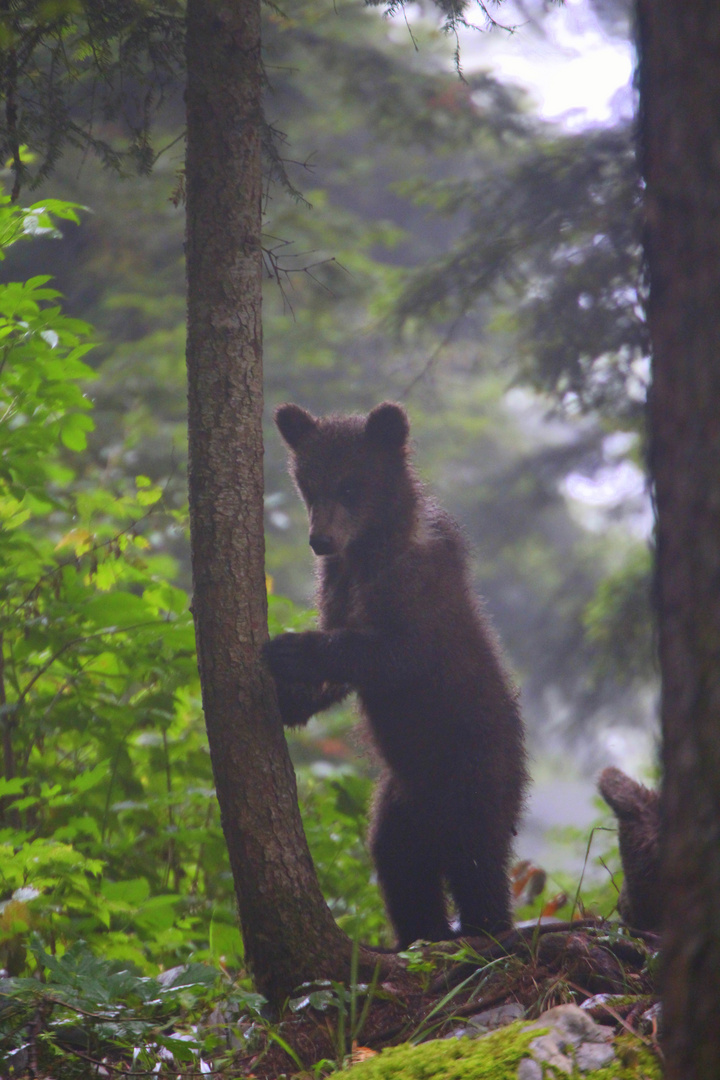 Kleiner Bär im Nebel