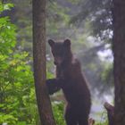 Kleiner Bär im Nebel