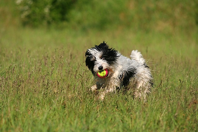 Kleiner Ballfreund