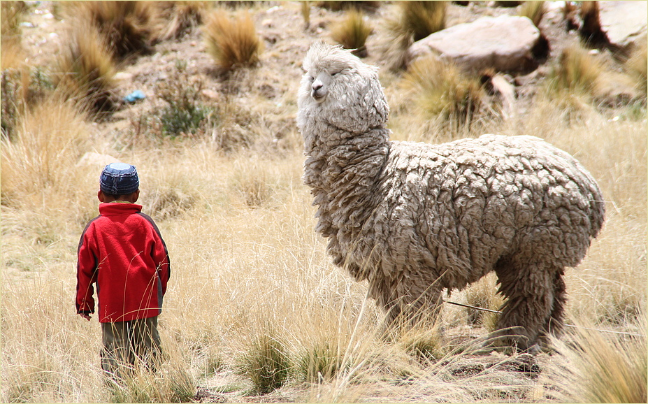 kleiner Bauernjunge - grosses Tier ... in Peru