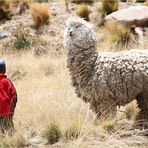 kleiner Bauernjunge - grosses Tier ... in Peru