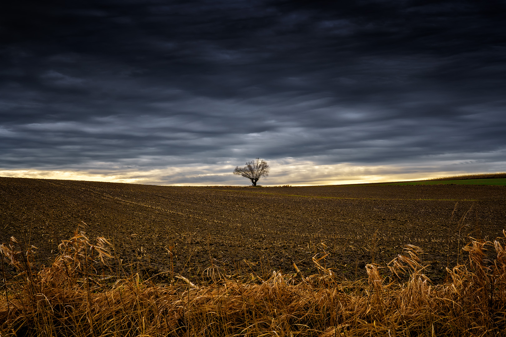 Kleiner Baum