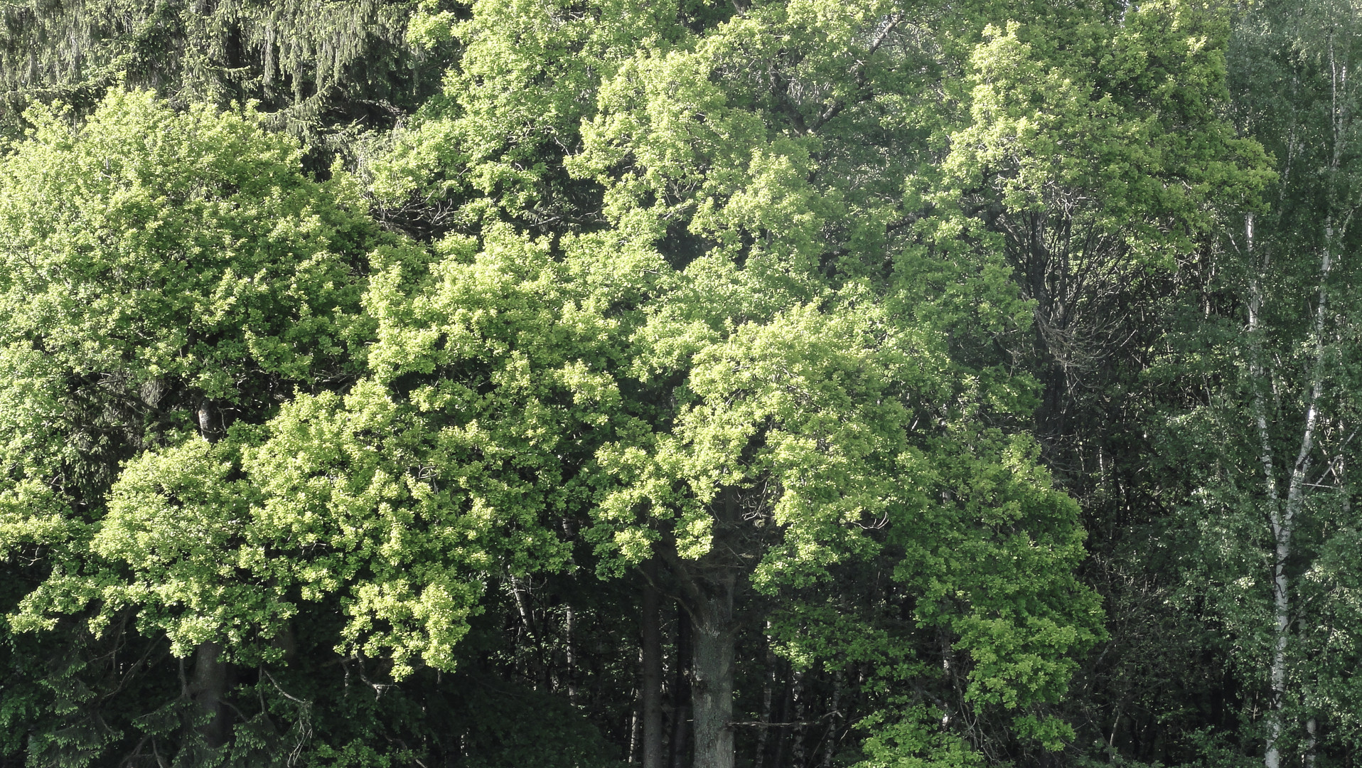 Kleiner Baum