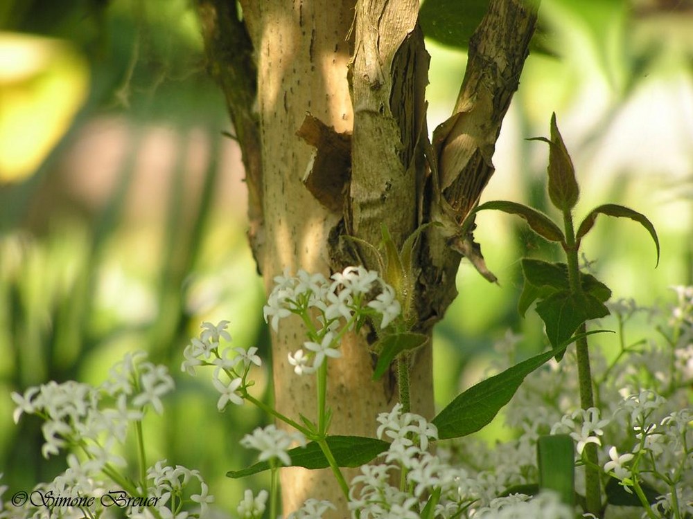 Kleiner Baum Foto & Bild | pflanzen, pilze & flechten, bäume