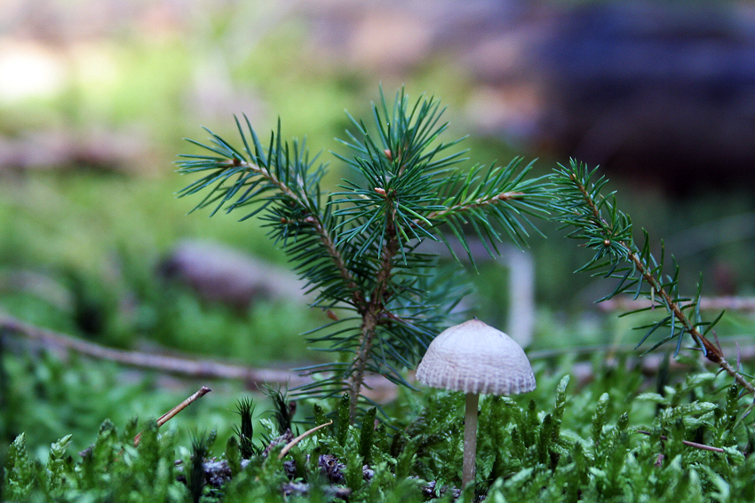 kleiner baum