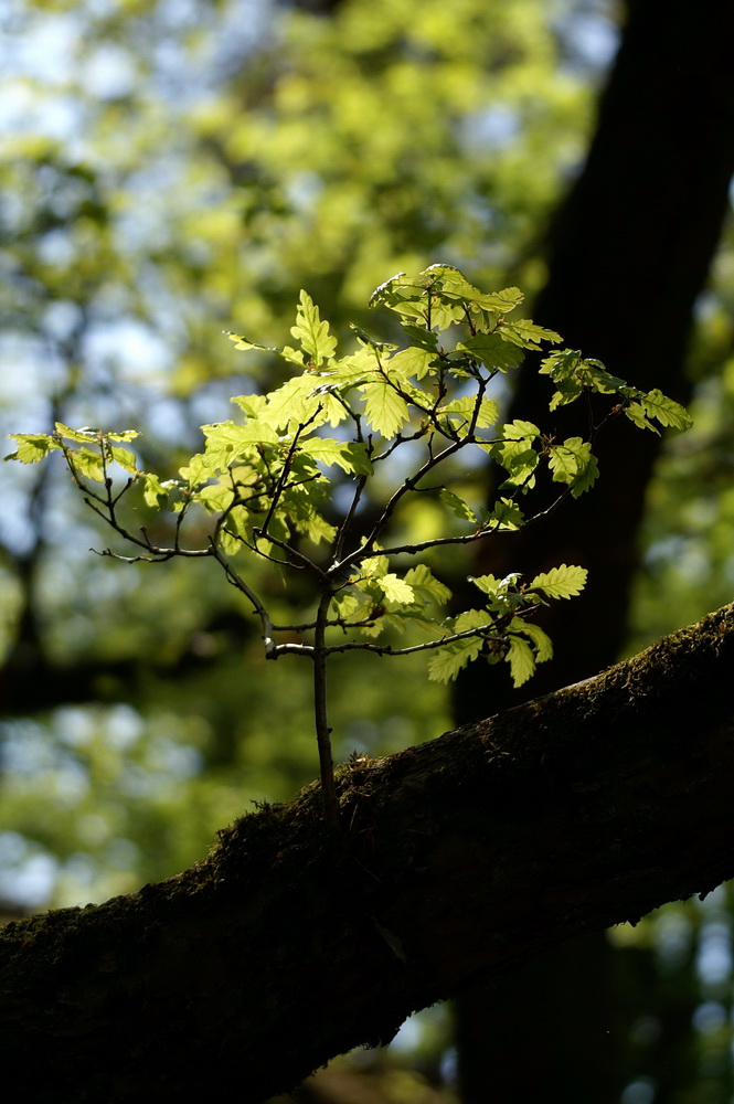 Kleiner Baum...