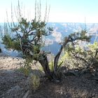 Kleiner Baum