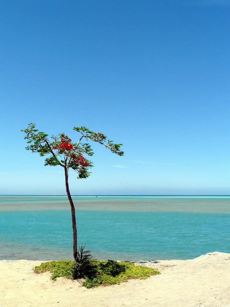 kleiner Baum am Meer