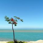 kleiner Baum am Meer