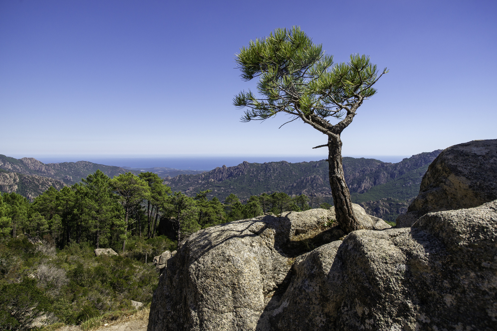 Kleiner Baum auf hohem Fels