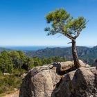 Kleiner Baum auf hohem Fels