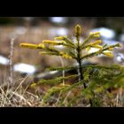 kleiner Baum