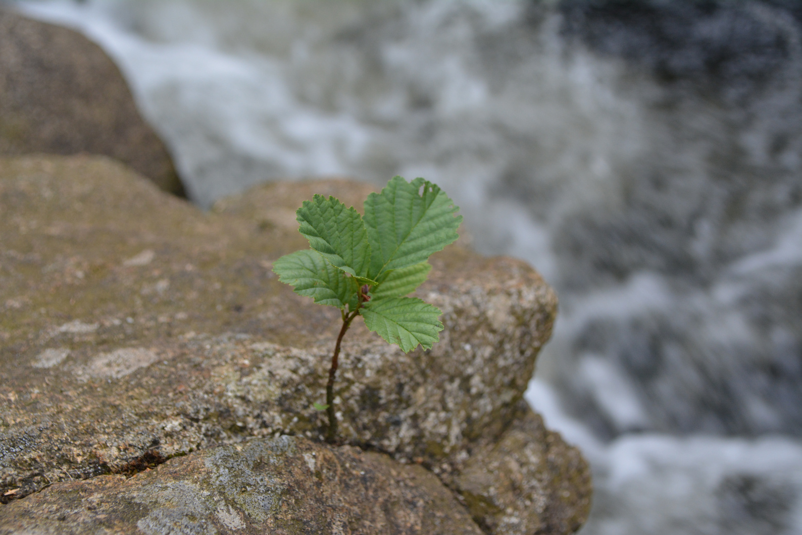 Kleiner Baum