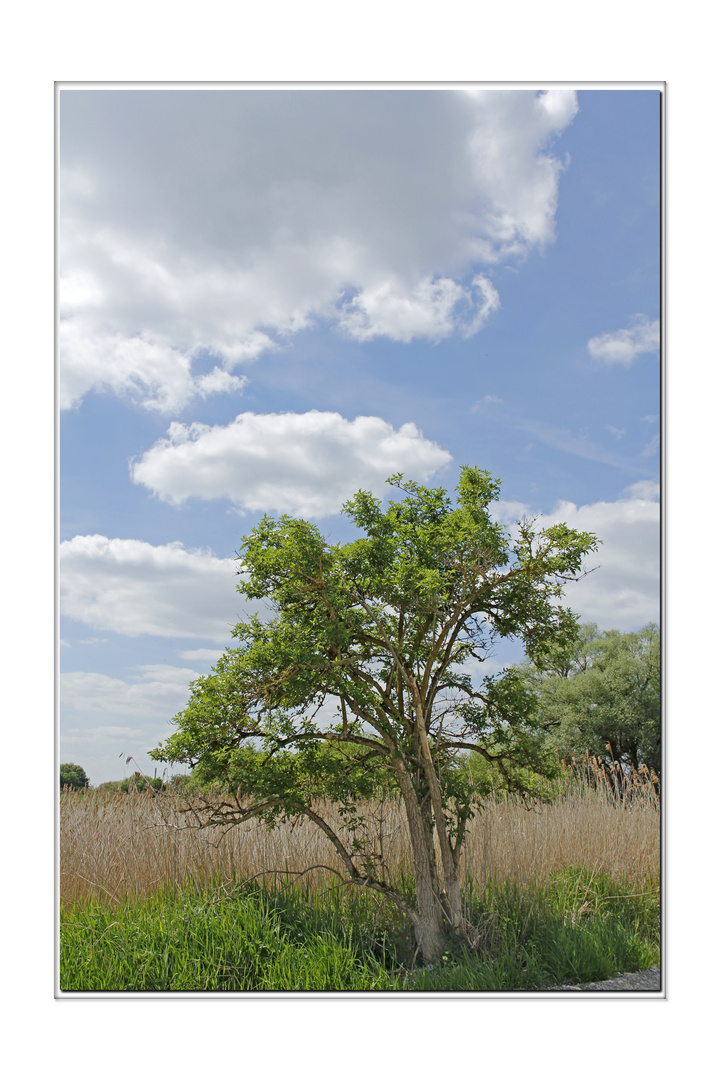 Kleiner Baum