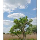 Kleiner Baum