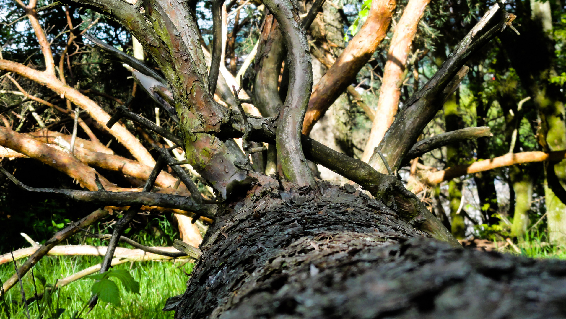 Kleiner Baum