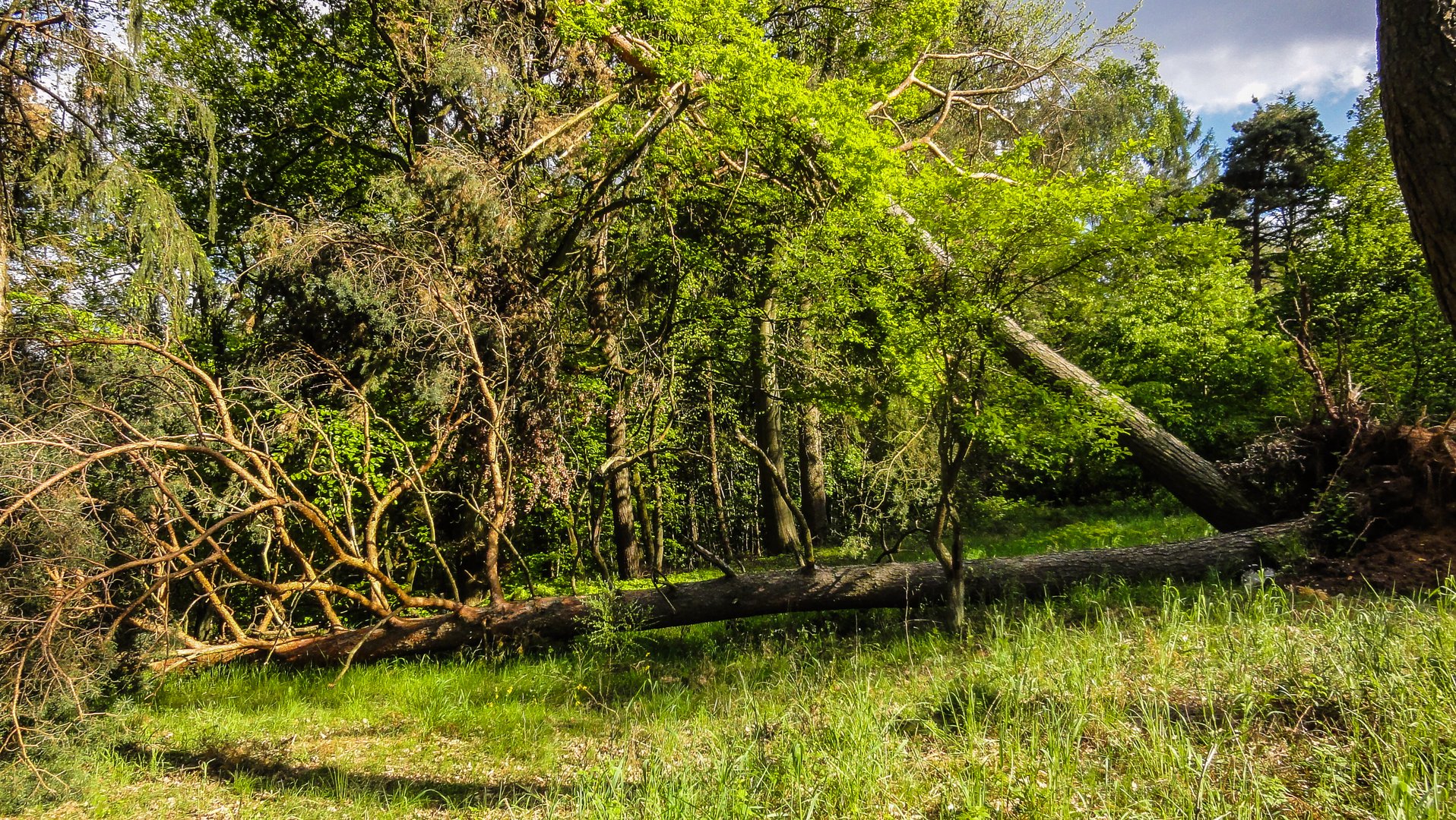 Kleiner Baum 