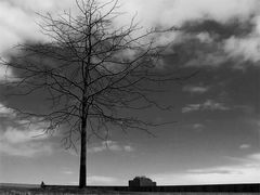 Kleiner Baum ganz groß