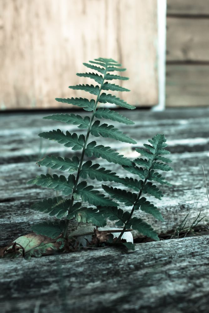 kleiner Baum ganz Groß