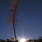 Kleiner Baum ganz groß