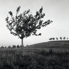 Kleiner Baum ganz groß