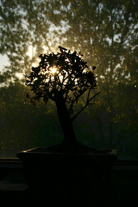 Kleiner Baum ganz groß