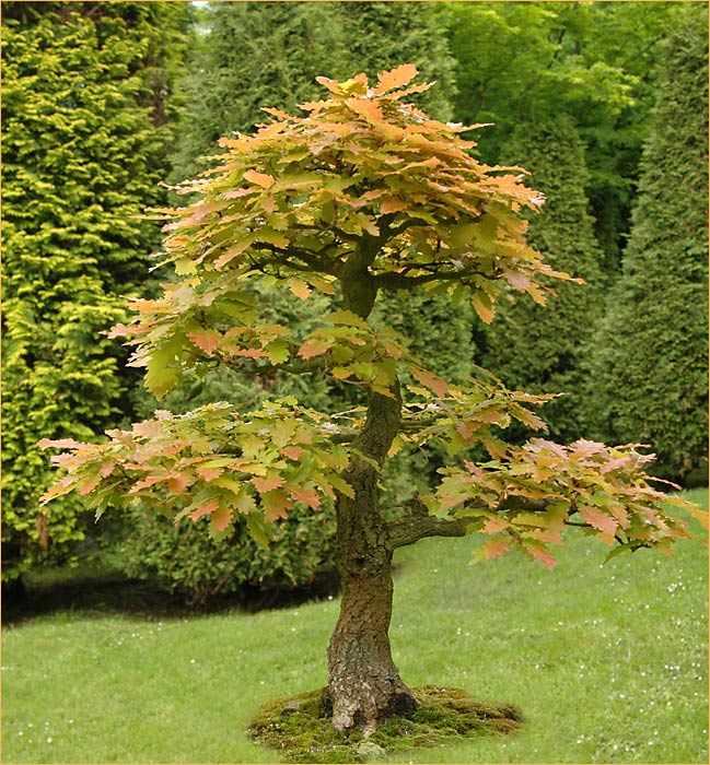 ~ kleiner Baum, ganz groß ~