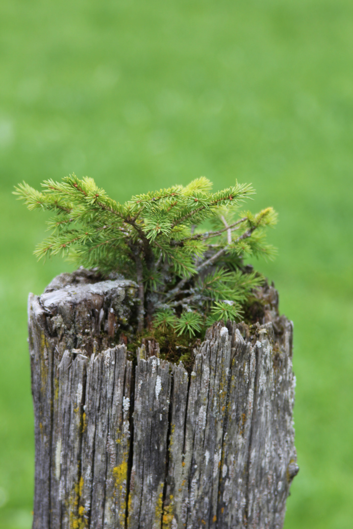 Kleiner Baum ganz groß