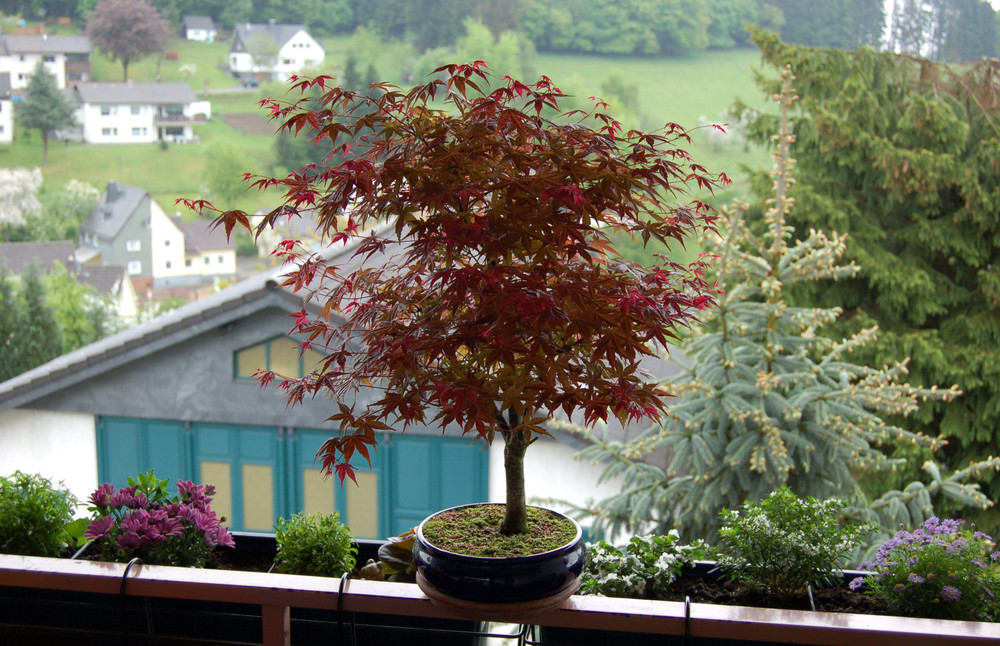 Kleiner Baum ganz groß