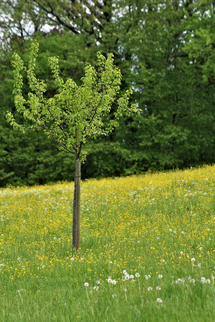 kleiner Baum, ganz gross 