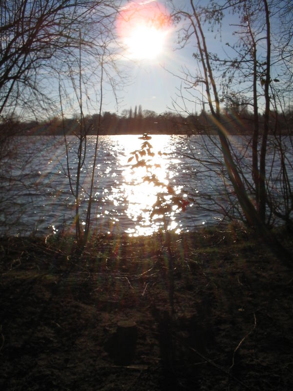 kleiner baum im lichte der alster