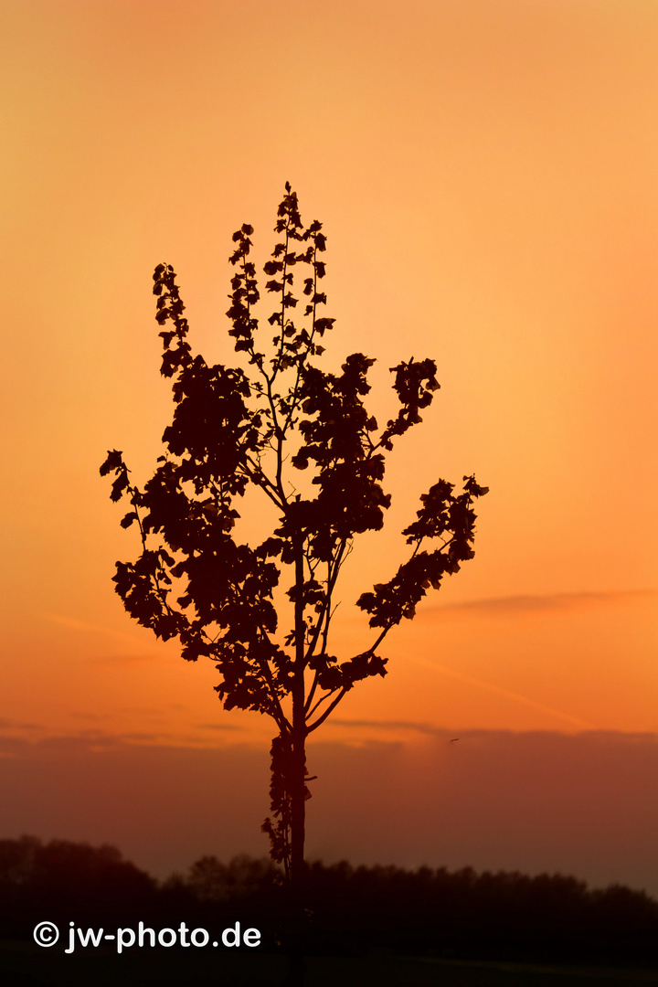 kleiner Baum im Sonnenuntergang