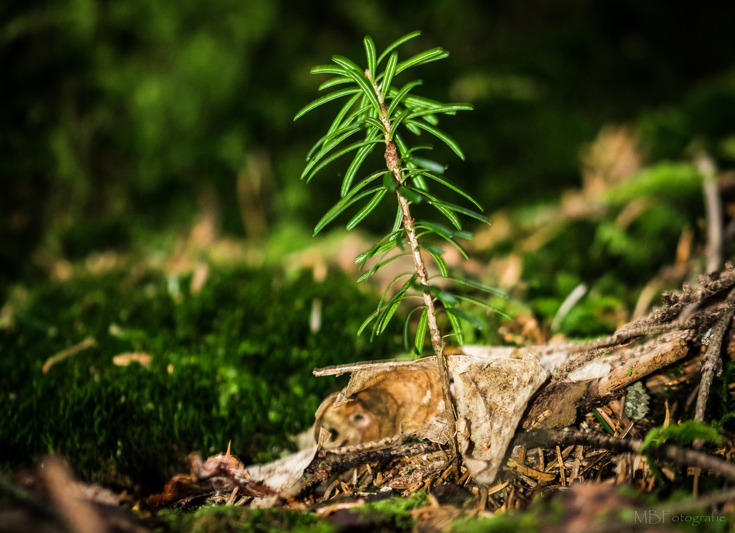 Kleiner Baum im Wald