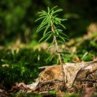 Kleiner Baum im Wald