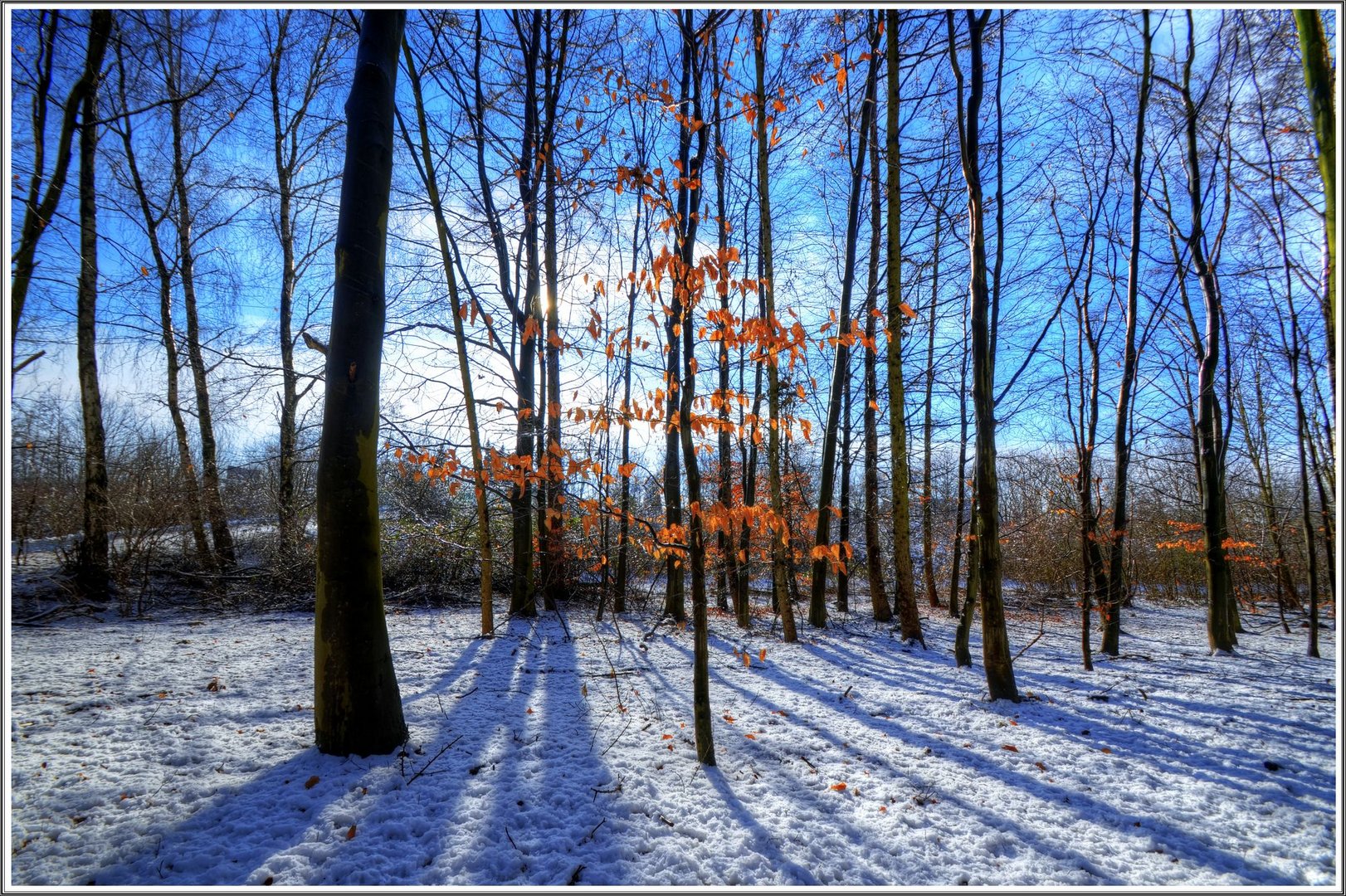 Kleiner Baum im Winterlicht