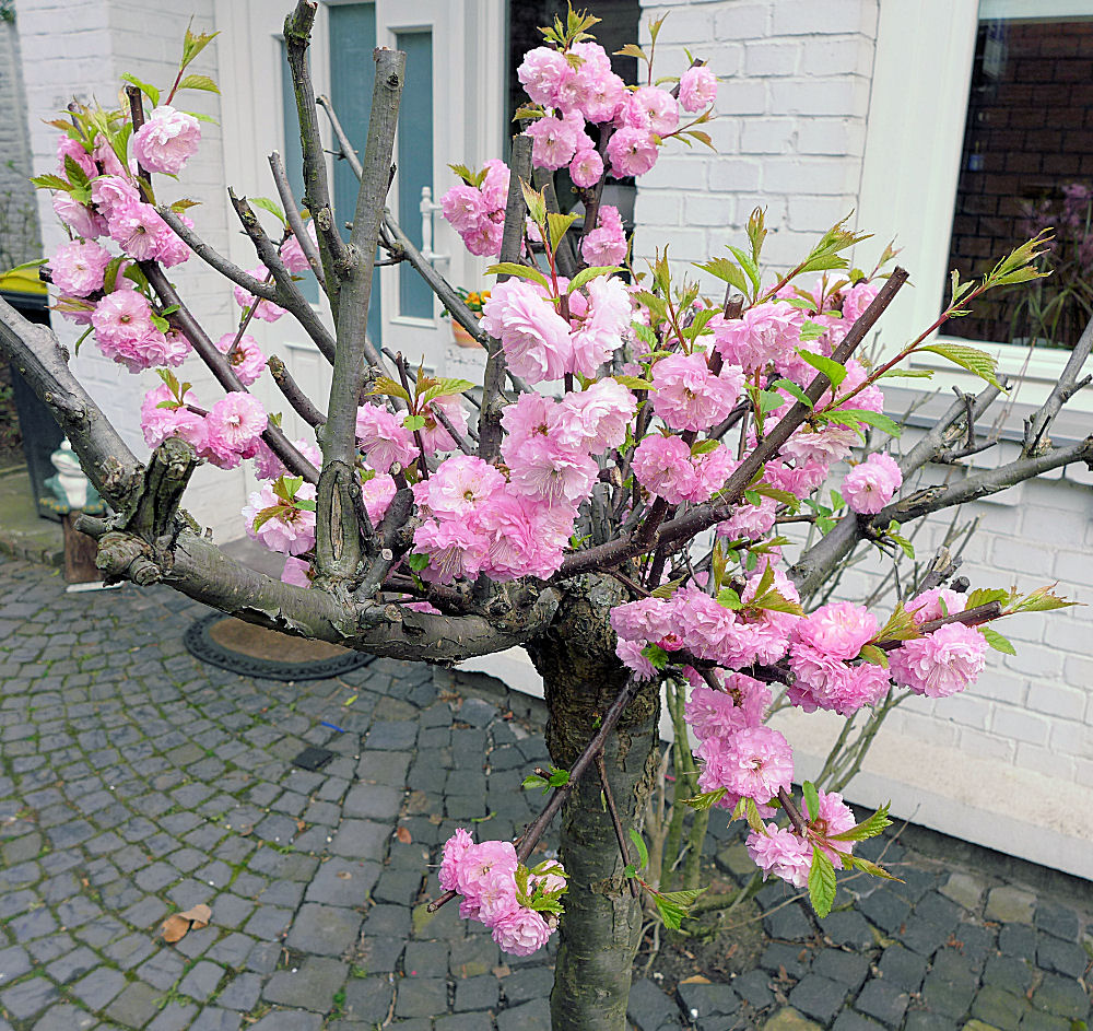 Kleiner Baum in großer Blüte