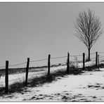 kleiner Baum in s/w