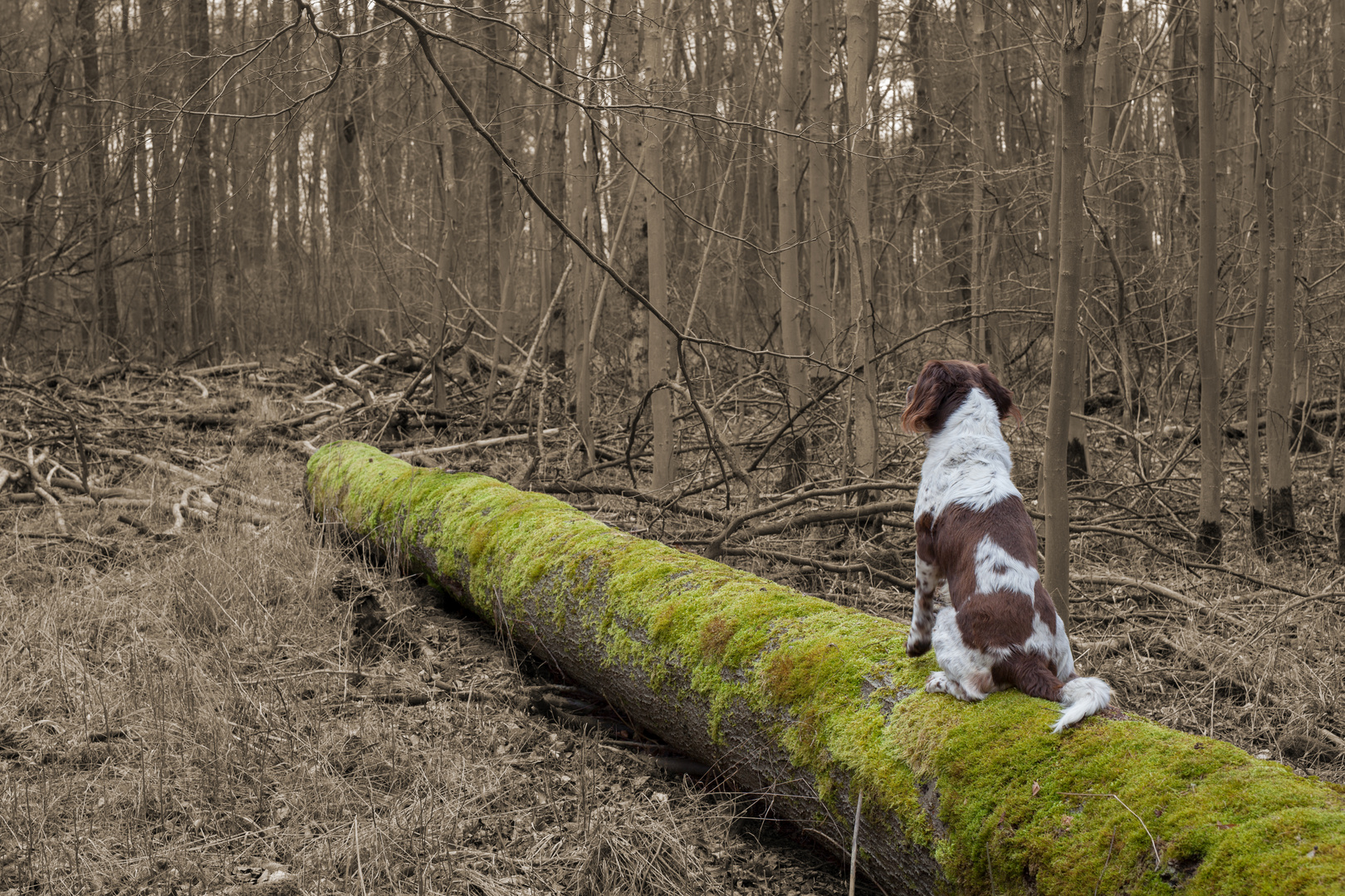 kleiner Baum-Münsterländer